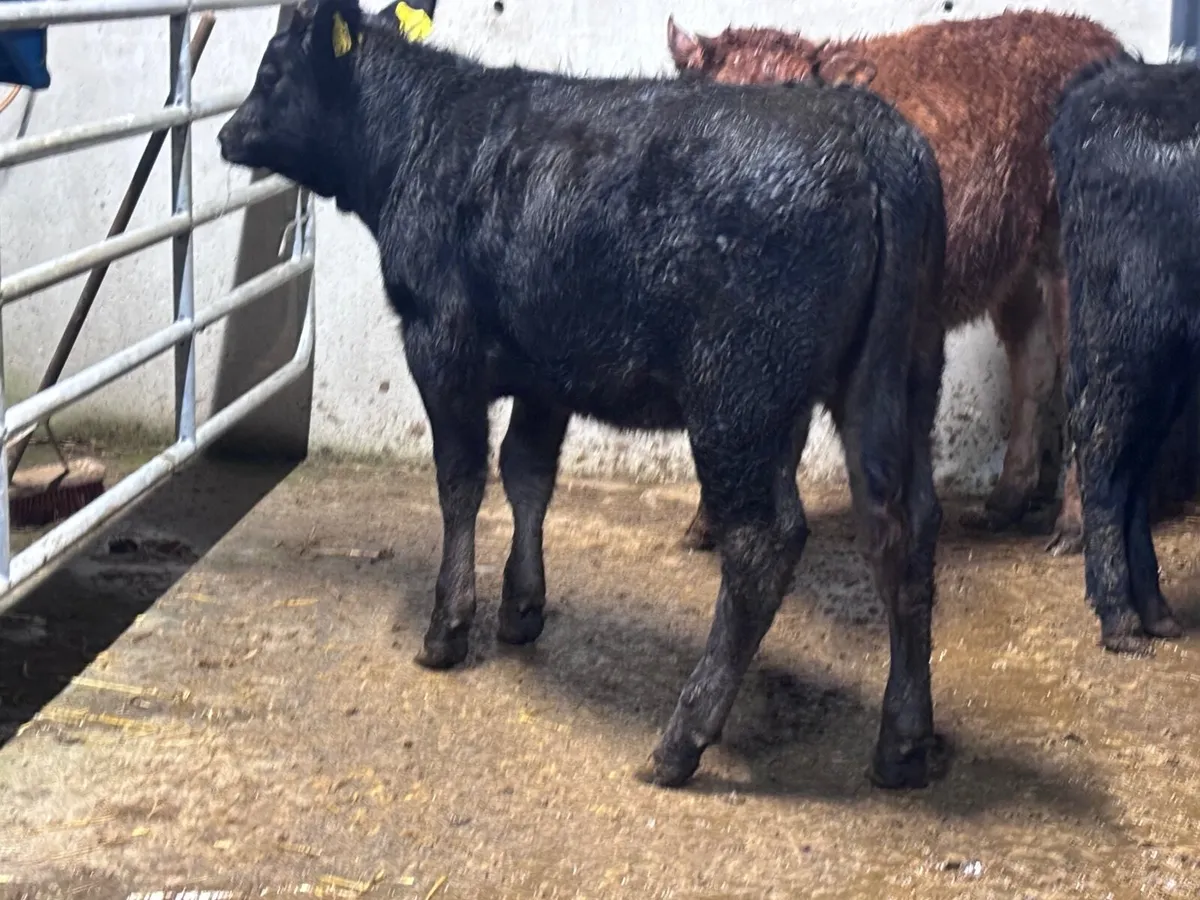 3 ANGUS & LIMISION Weanling heifers for sale - Image 2