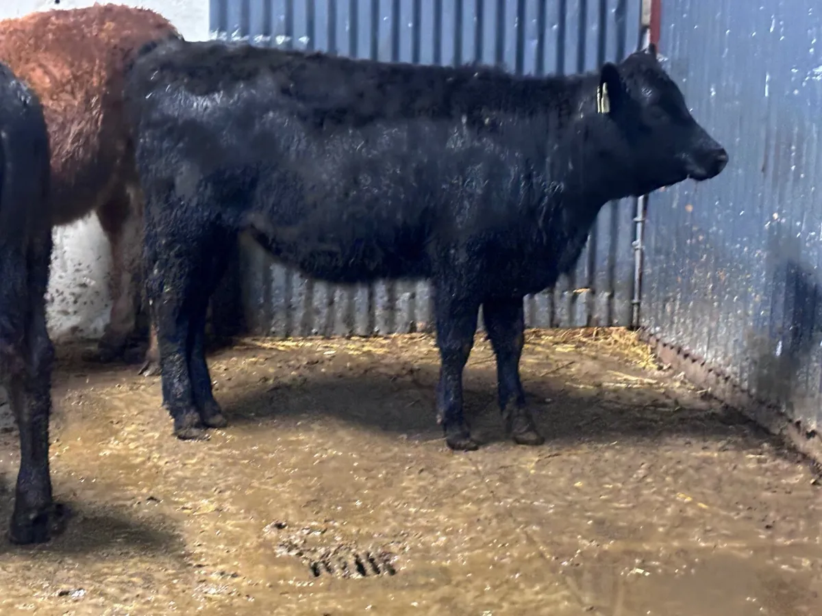 3 ANGUS & LIMISION Weanling heifers for sale - Image 3