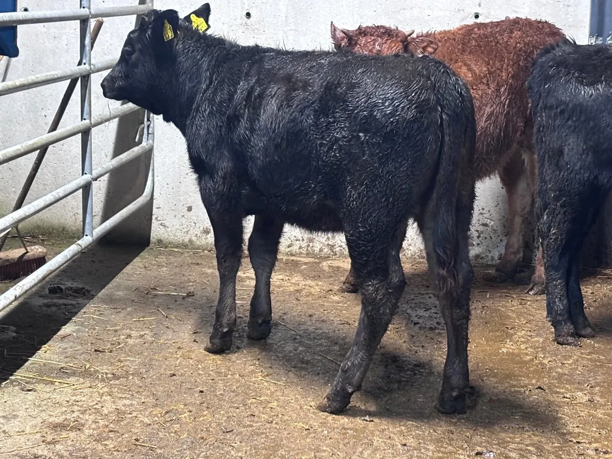 3 ANGUS & LIMISION Weanling heifers for sale - Image 4