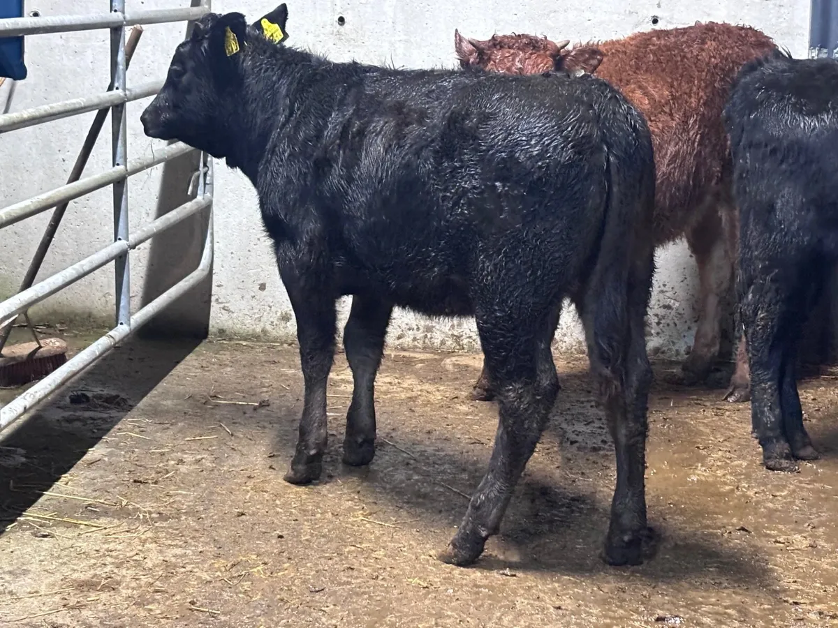 3 ANGUS & LIMISION Weanling heifers for sale - Image 1