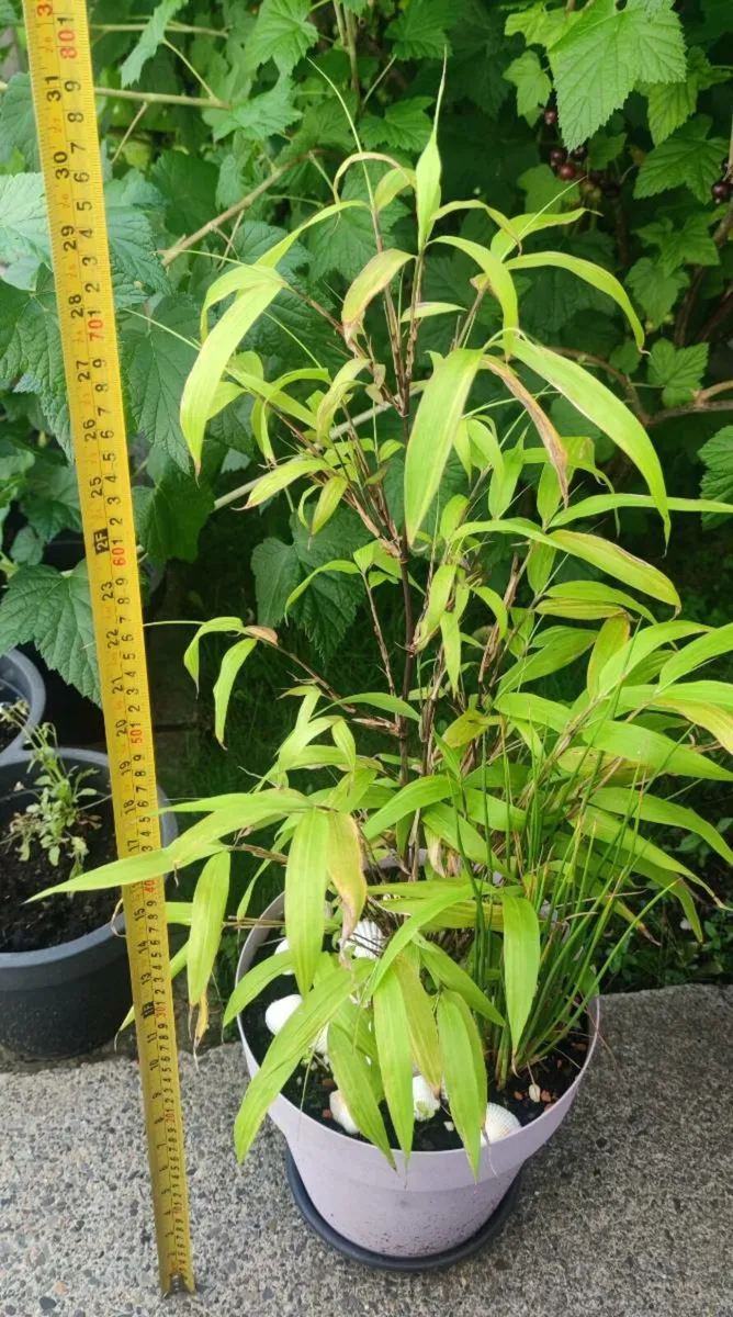 Bamboo plant - Image 2