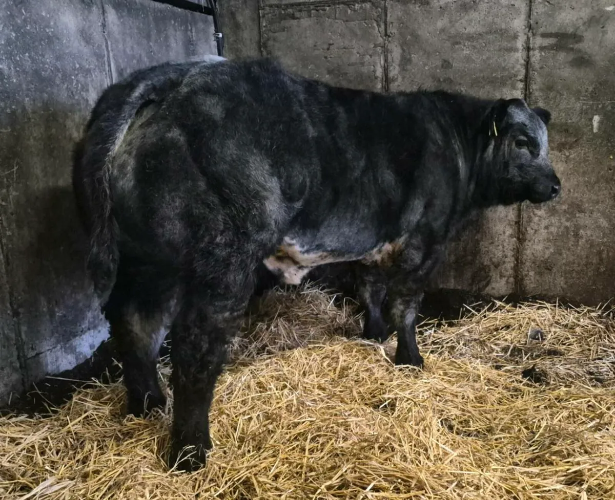 Super show hybrid bull calf - Image 2