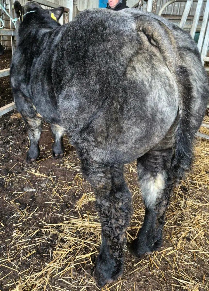 Super show hybrid bull calf - Image 3