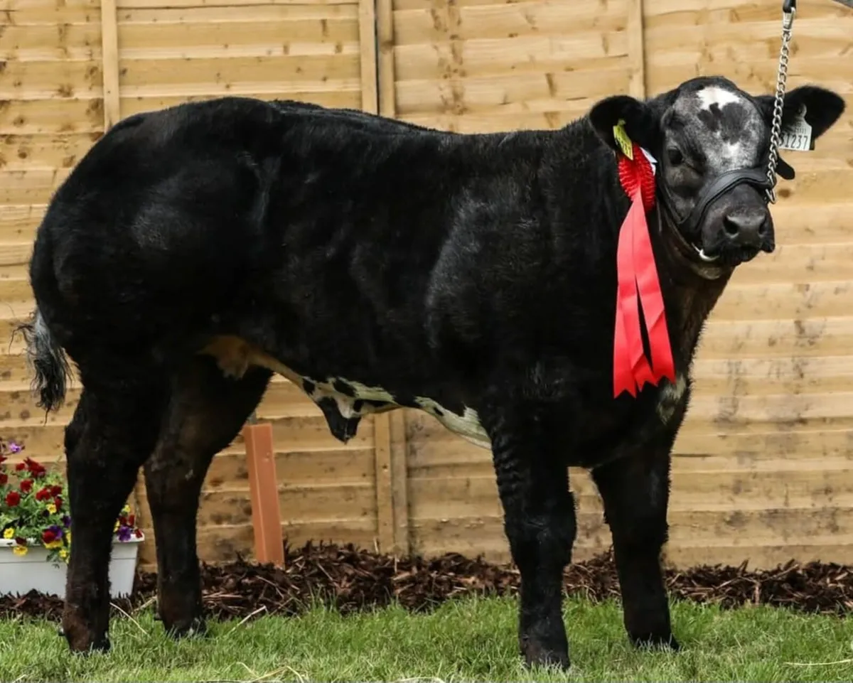 Super show hybrid bull calf - Image 1