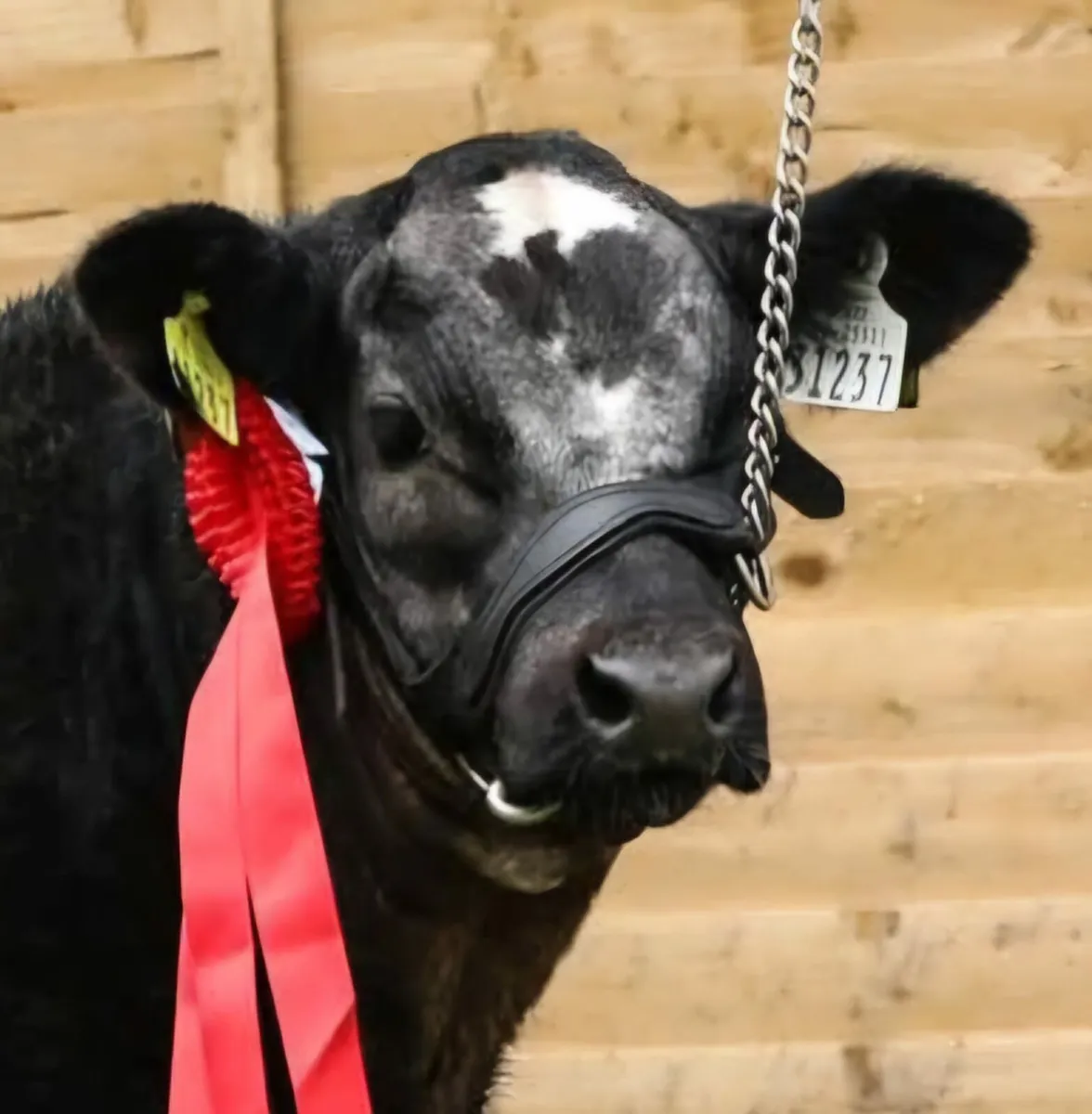 Super show hybrid bull calf - Image 4