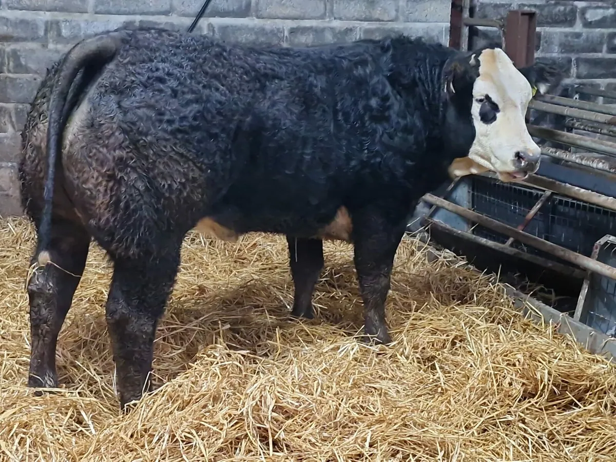 Show and sale 1st December - Image 1