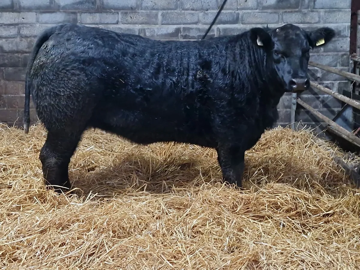 Show and sale 1st December - Image 3