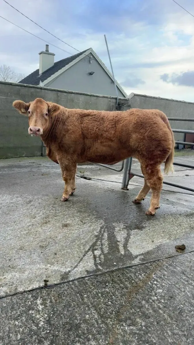 Show and sale 1st December - Image 4