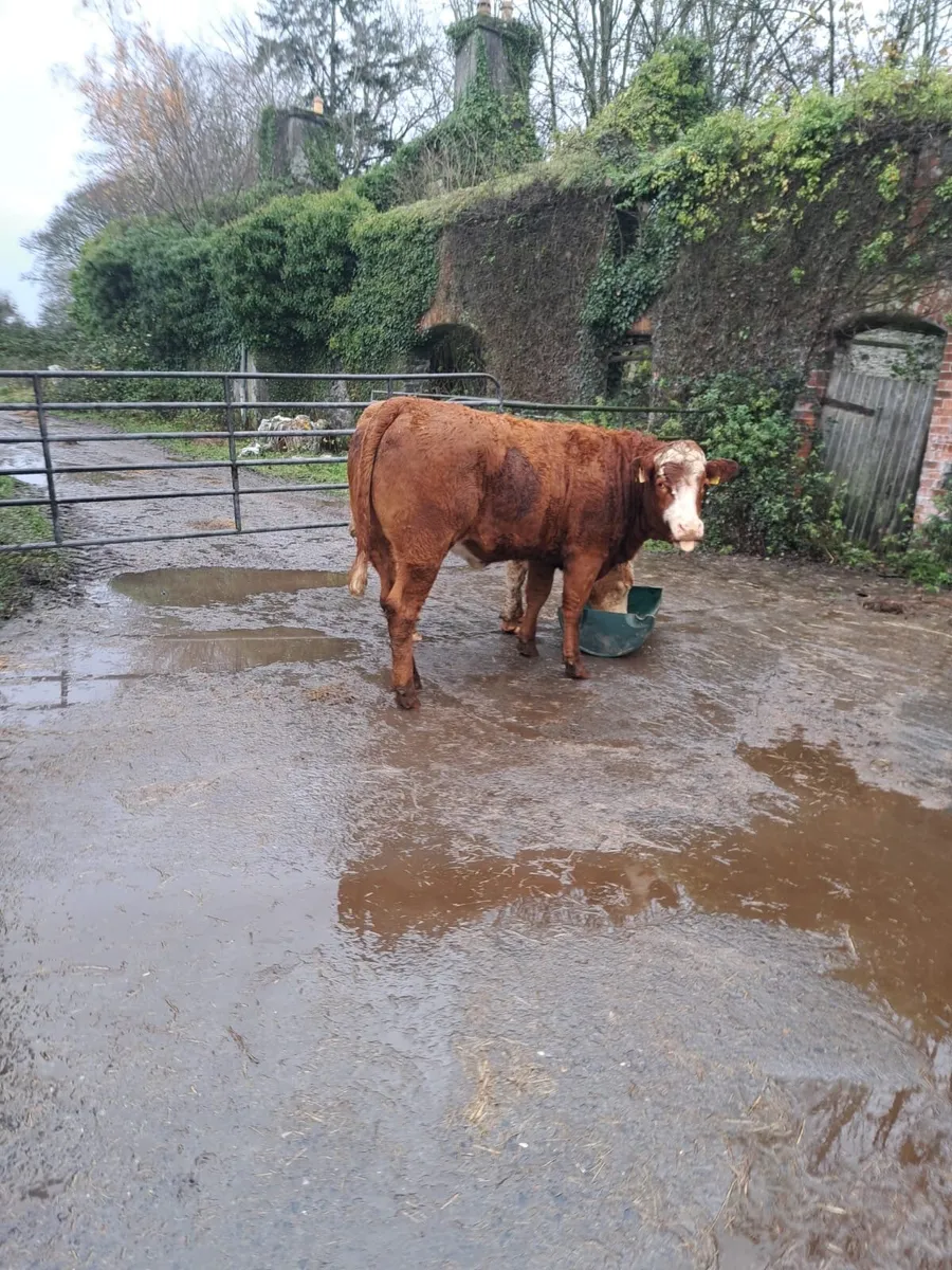 💥 Super Breeding Heifers 💥 - Image 3