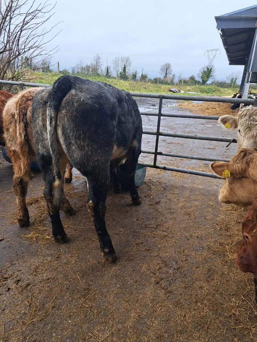 💥 Super Breeding Heifers 💥 - Image 1