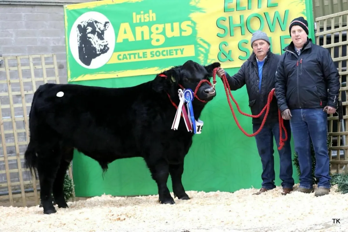 Lot 44 this Saturday Irish Angus elite sale - Image 4