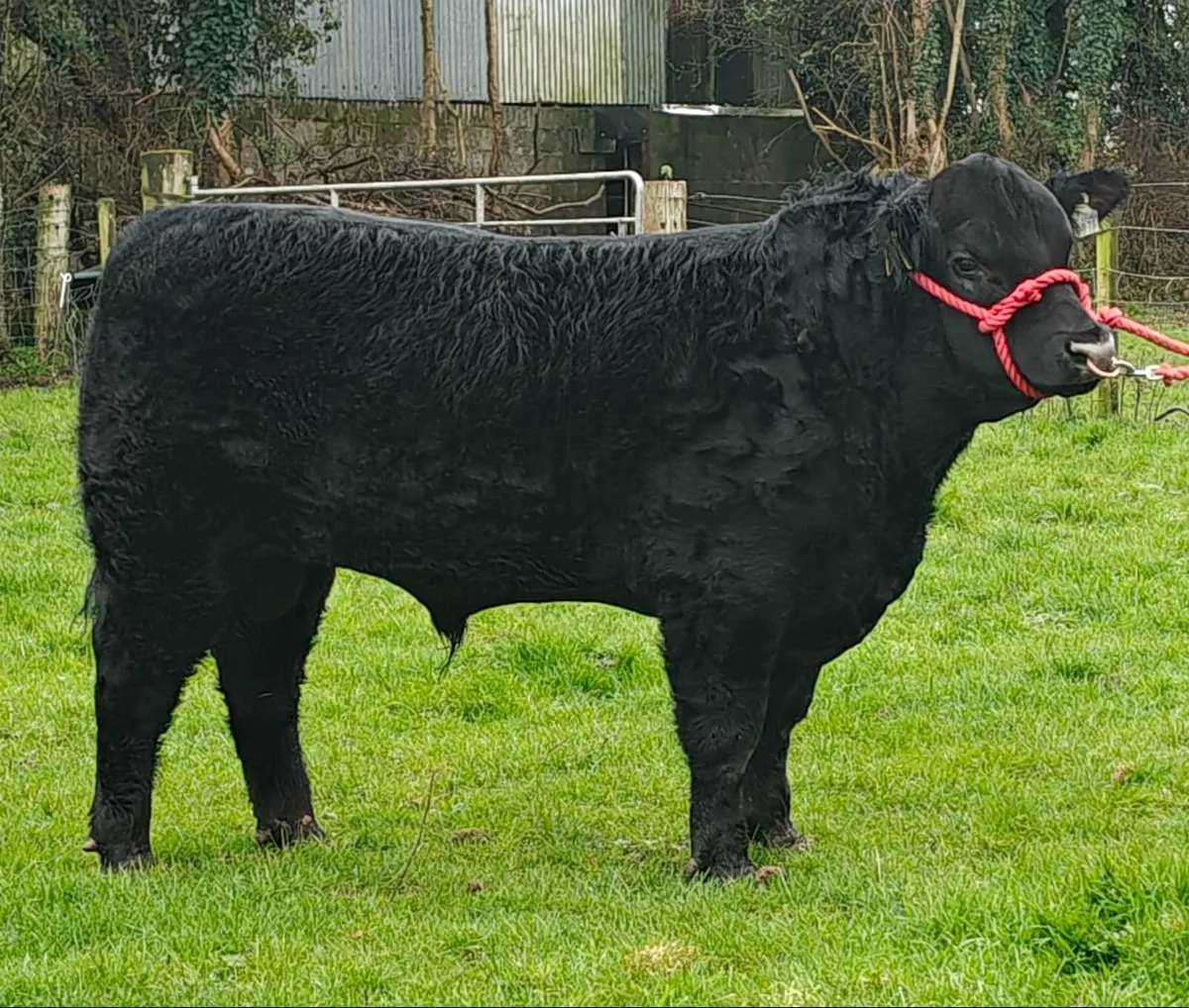 Lot 44 this Saturday Irish Angus elite sale - Image 1
