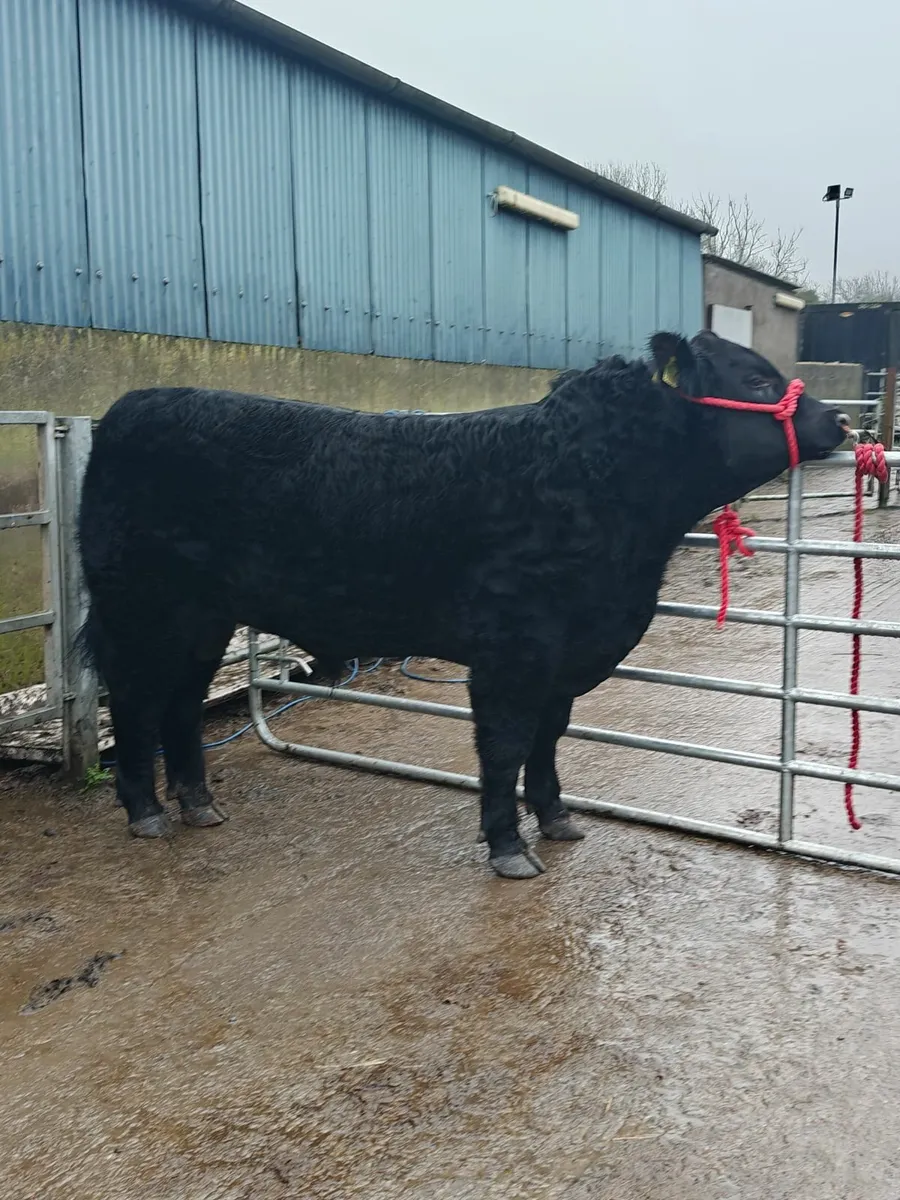 Lot 44 this Saturday Irish Angus elite sale - Image 2