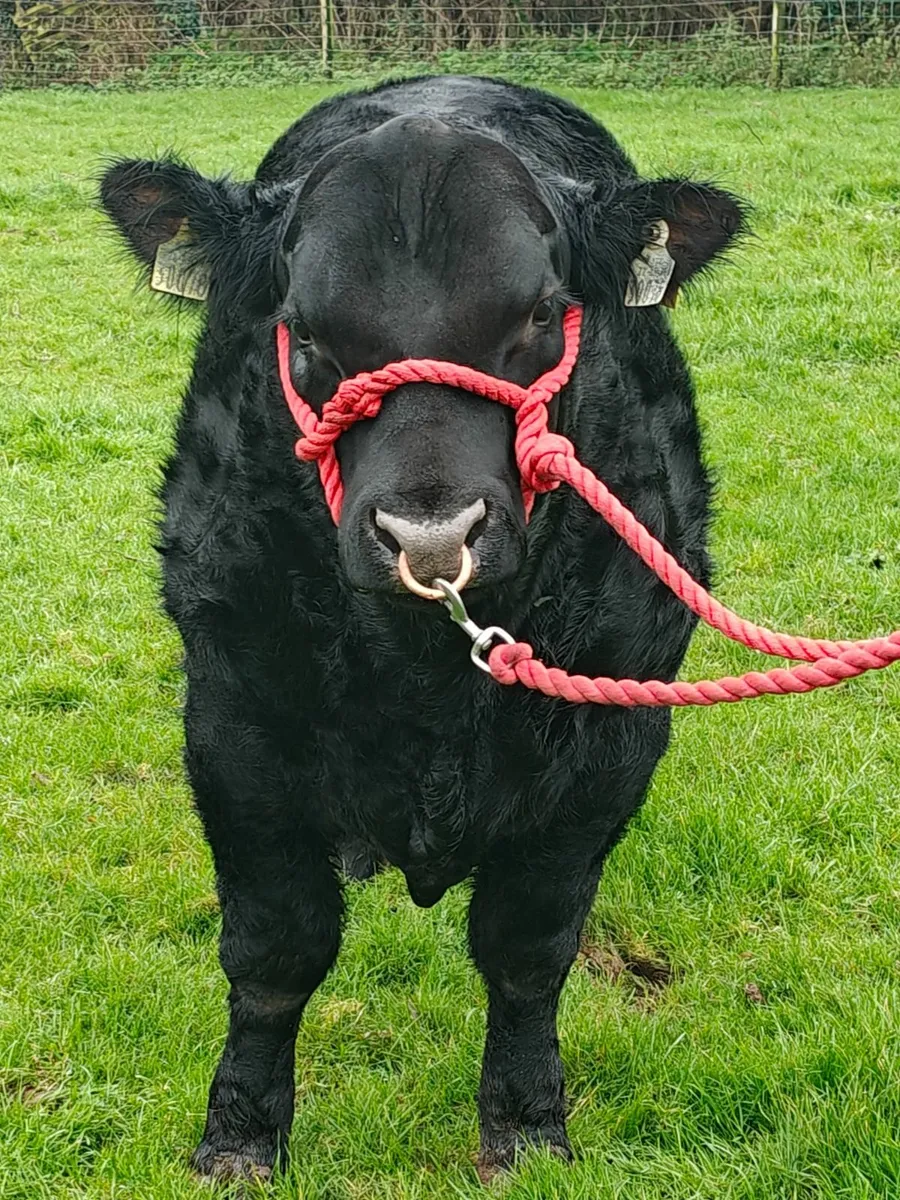 Lot 44 this Saturday Irish Angus elite sale - Image 3