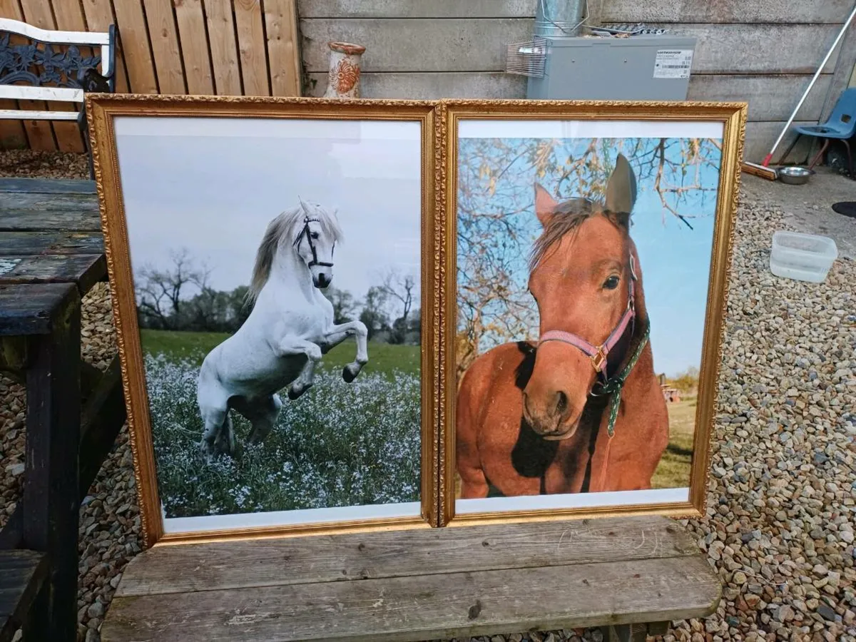 Large Vintage Equestrian Pictures - Image 2