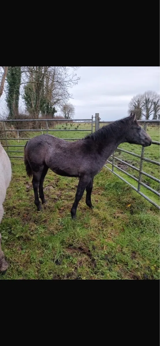 Colt foal for sale - Image 2