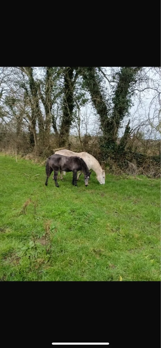 Colt foal for sale - Image 3