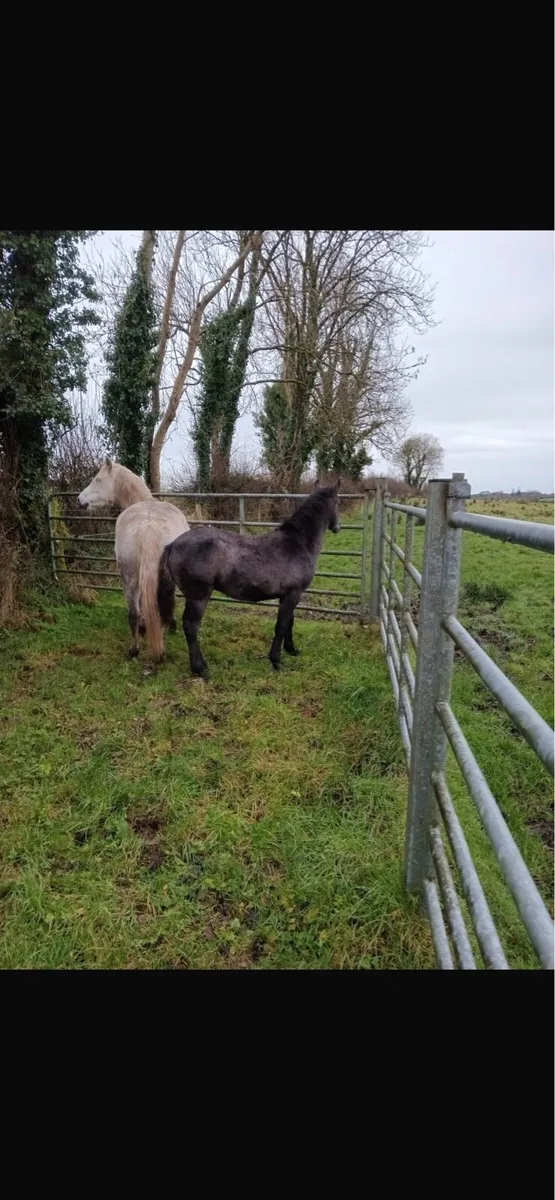 Colt foal for sale - Image 4