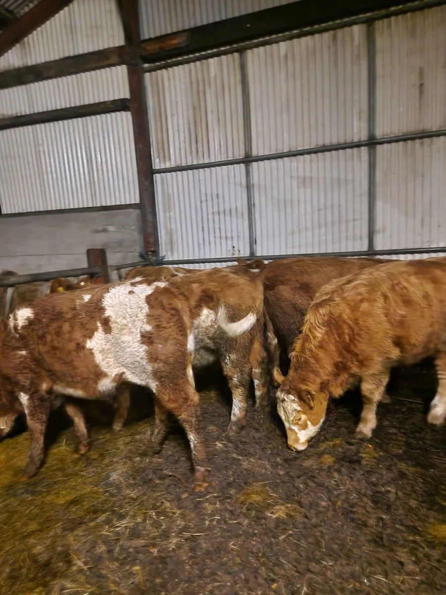 Weanling heifers for sale in North mayo - Image 2