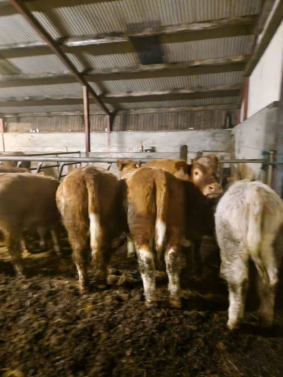 Weanling heifers for sale in North mayo - Image 3