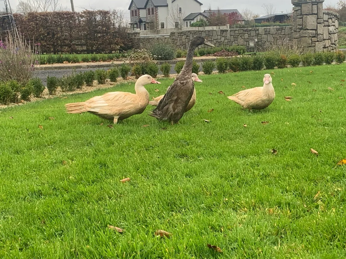 Ducks - Image 2