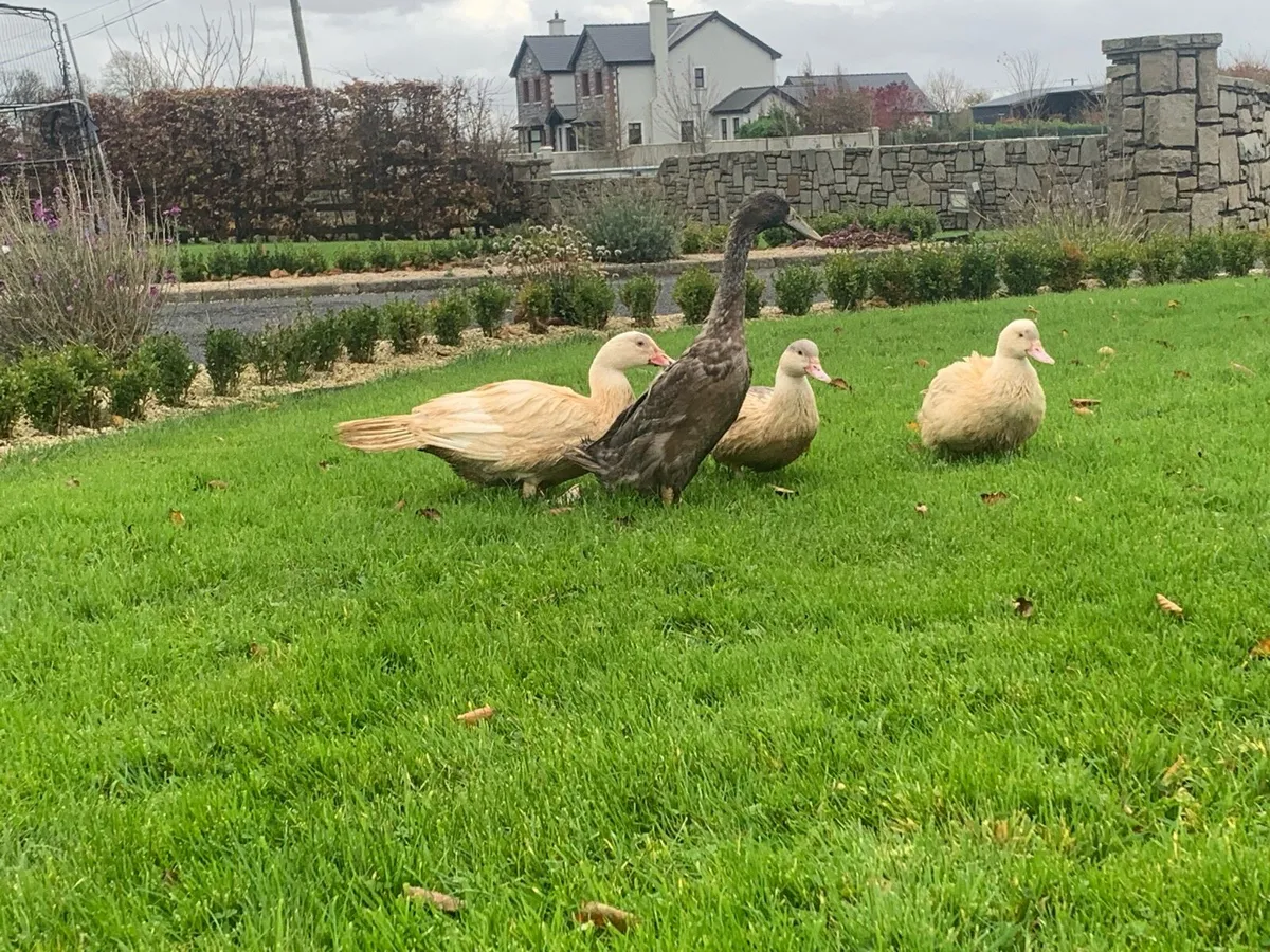 Ducks - Image 3