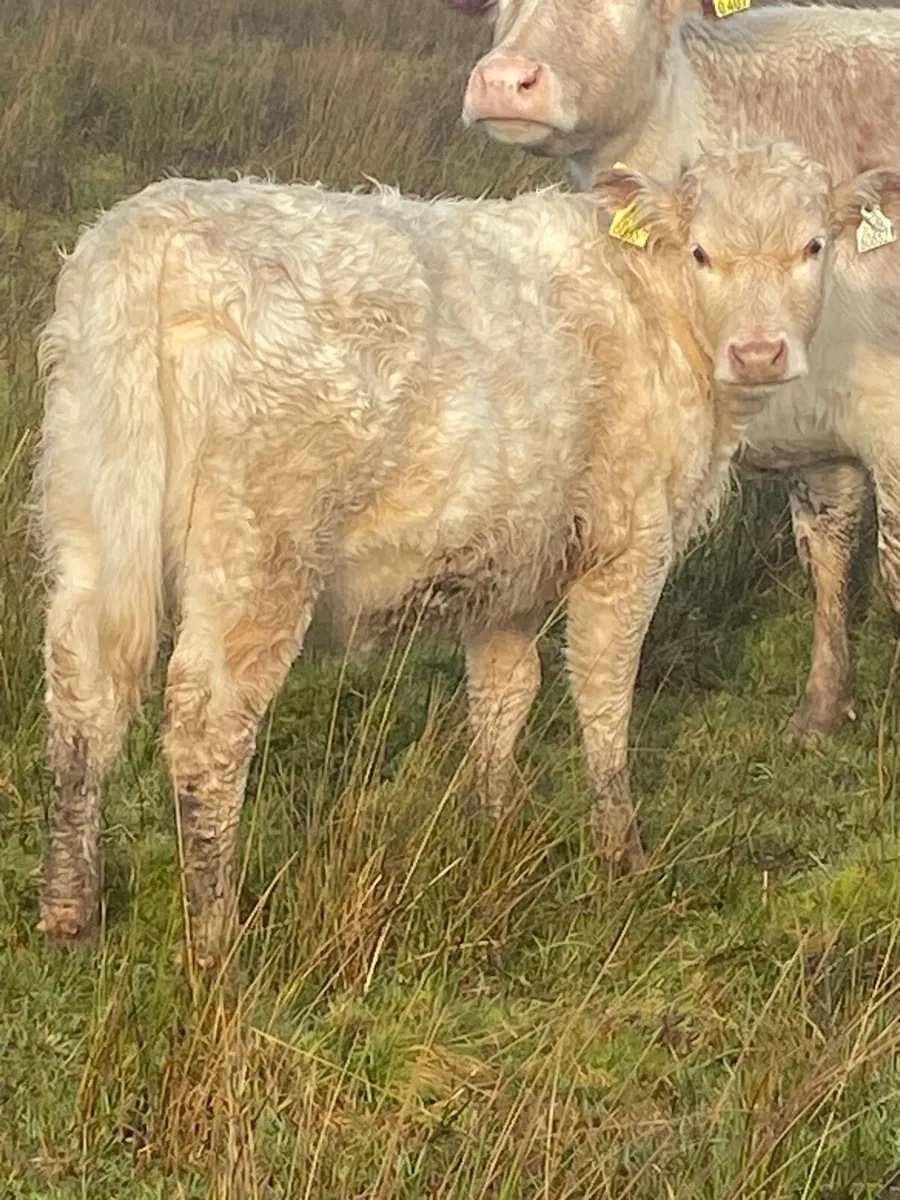 PBNR bulls / heifer weanlings. - Image 1