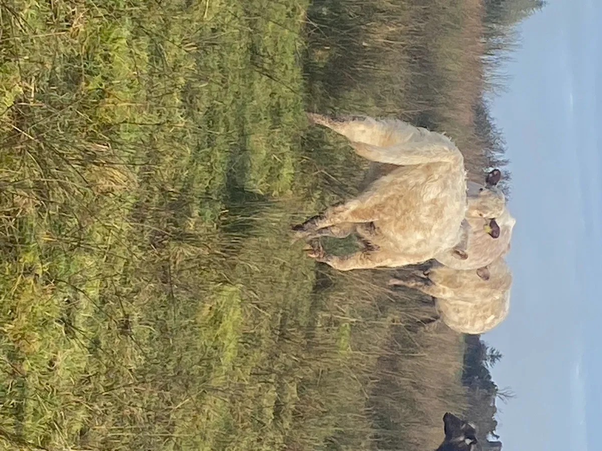PBNR bulls / heifer weanlings. - Image 4