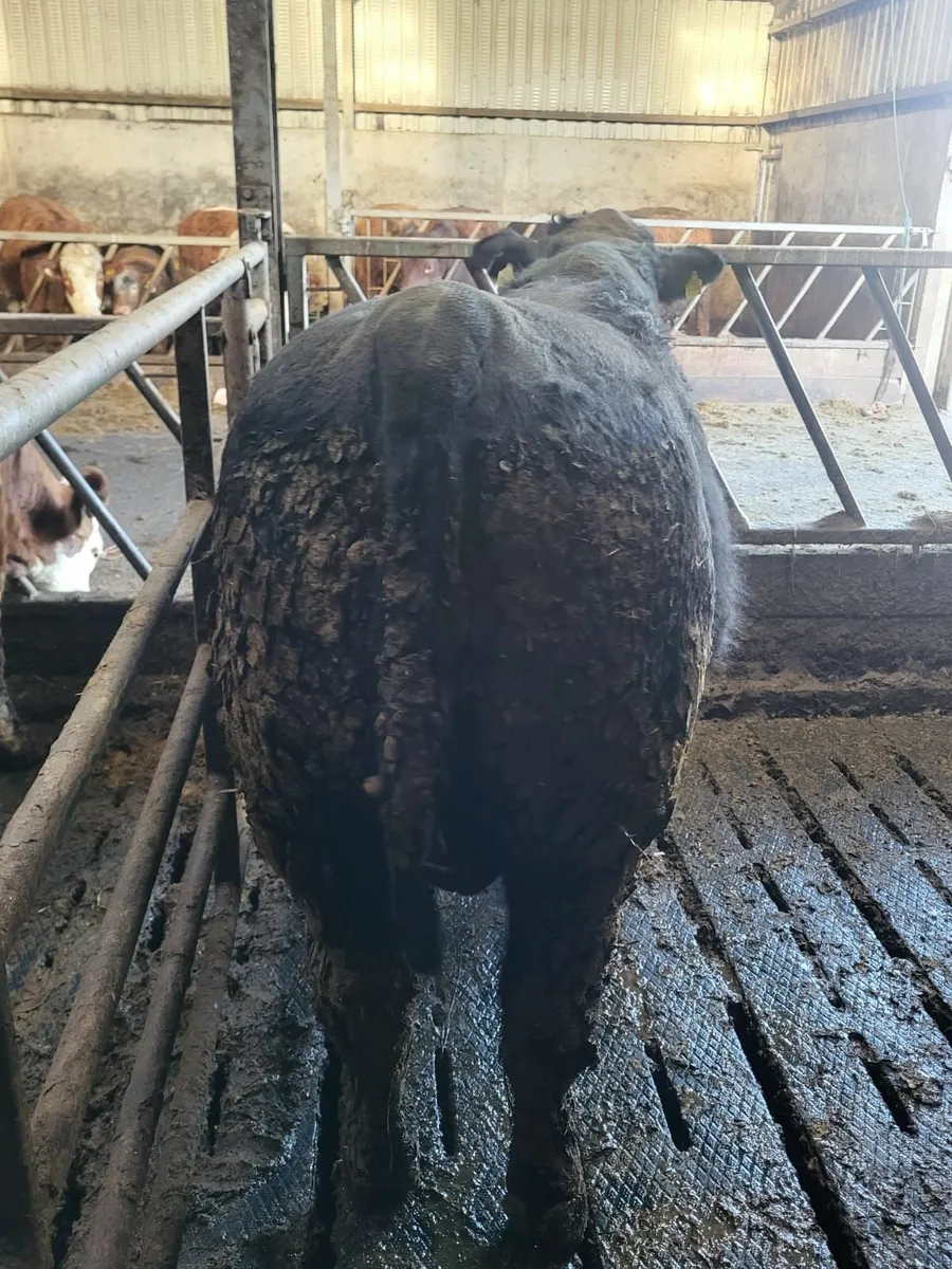 Angus bull - Image 2