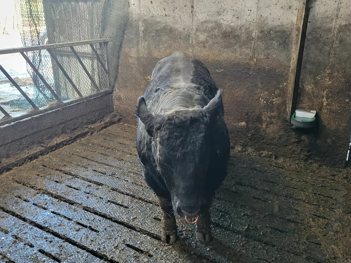 Angus bull - Image 3