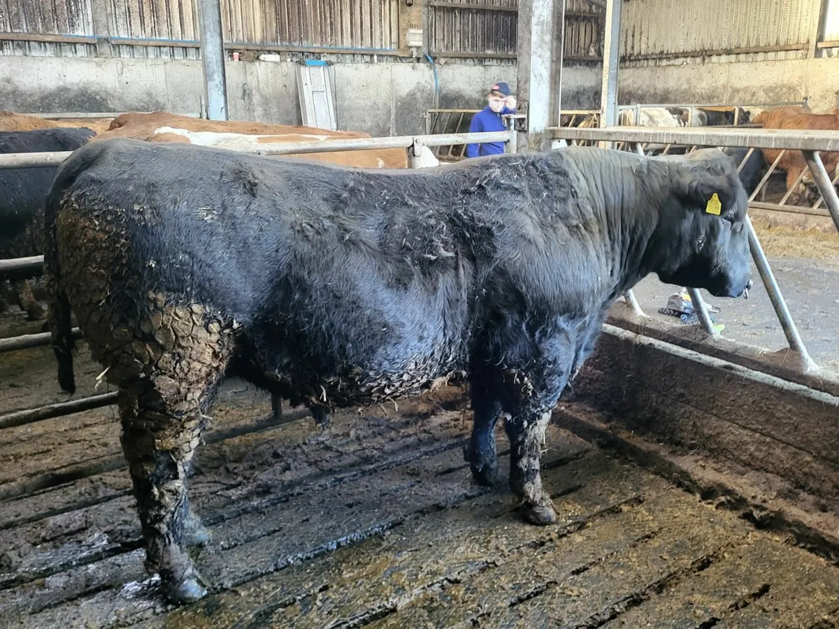 Angus bull - Image 1