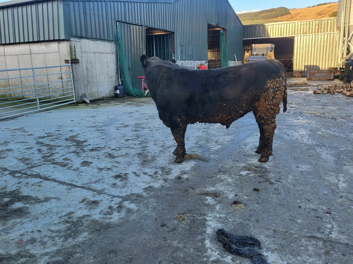 Angus bull - Image 4