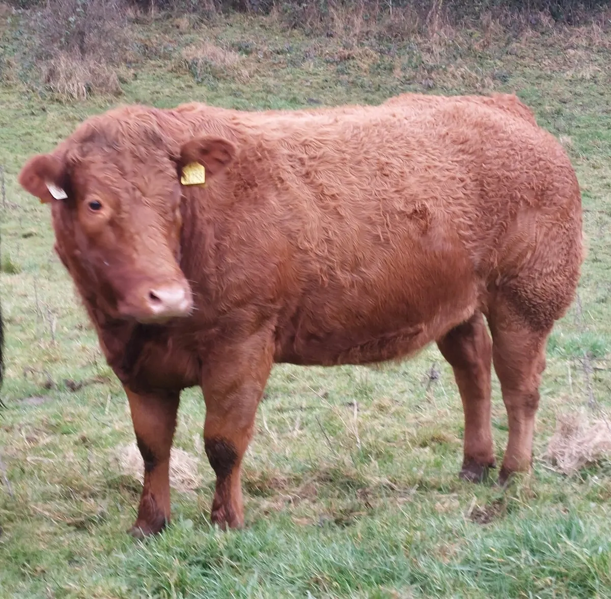 5 star breeding heifers - Image 1