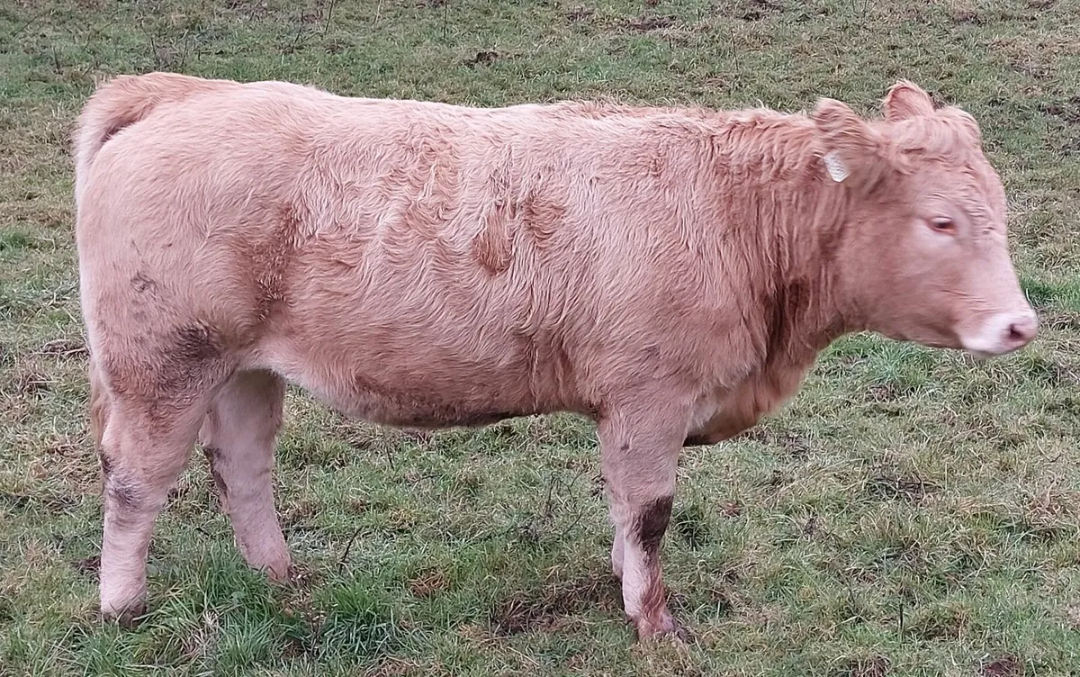 5 star breeding heifers - Image 2