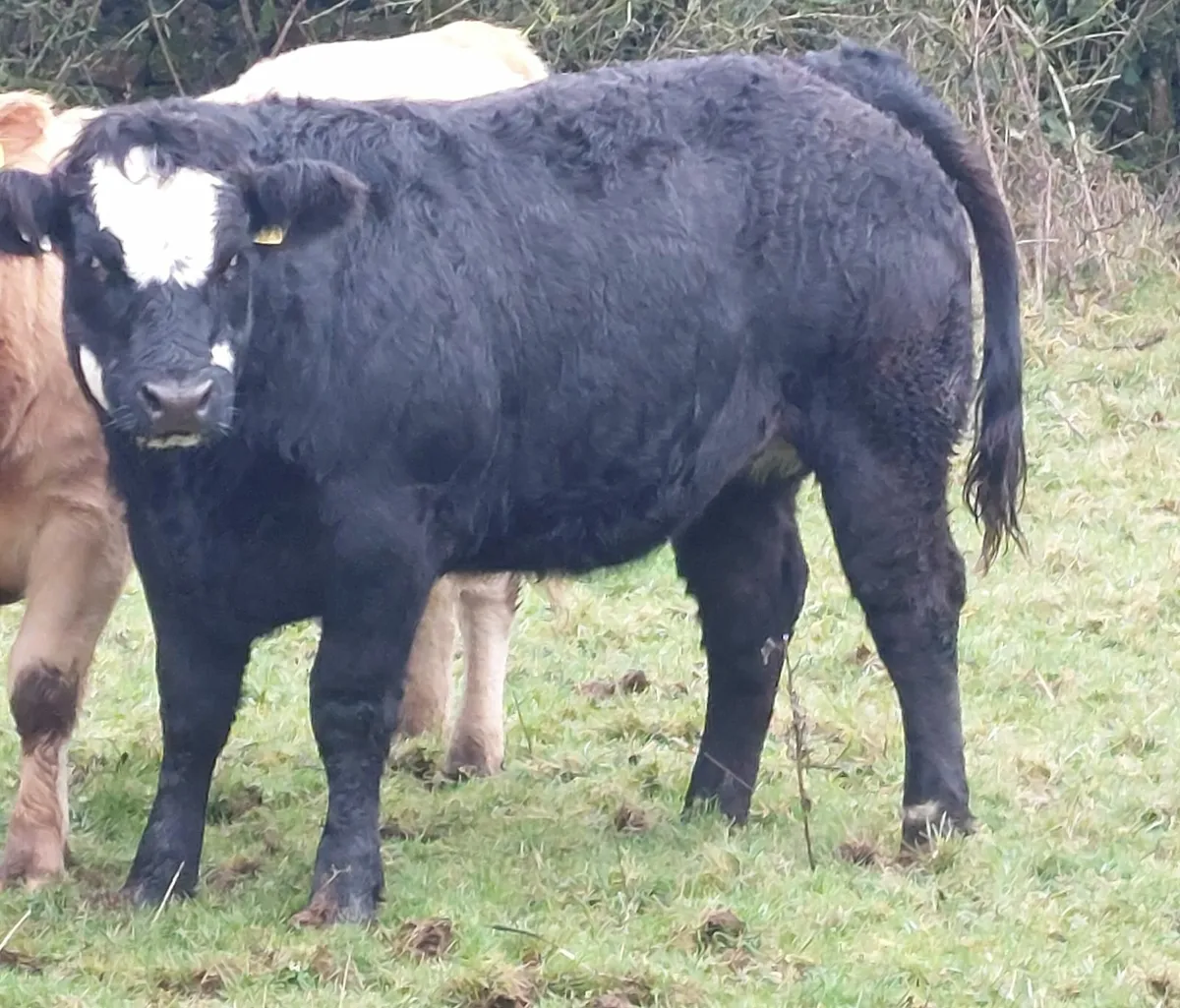 5 star breeding heifers - Image 3
