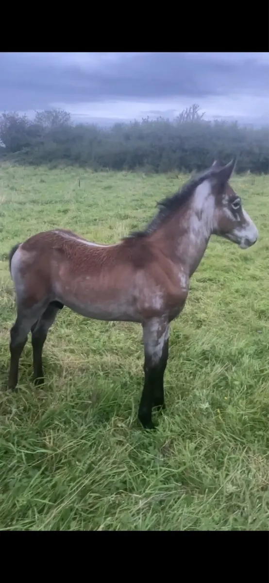 Top Class Connemara Colt - Image 2