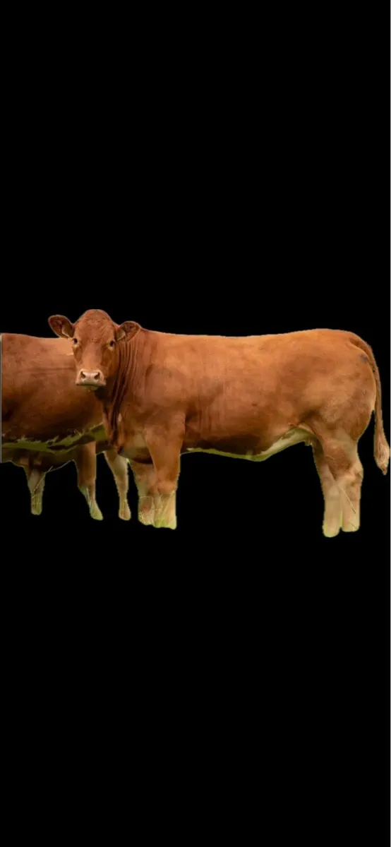 Serious Foster heifer - Image 1