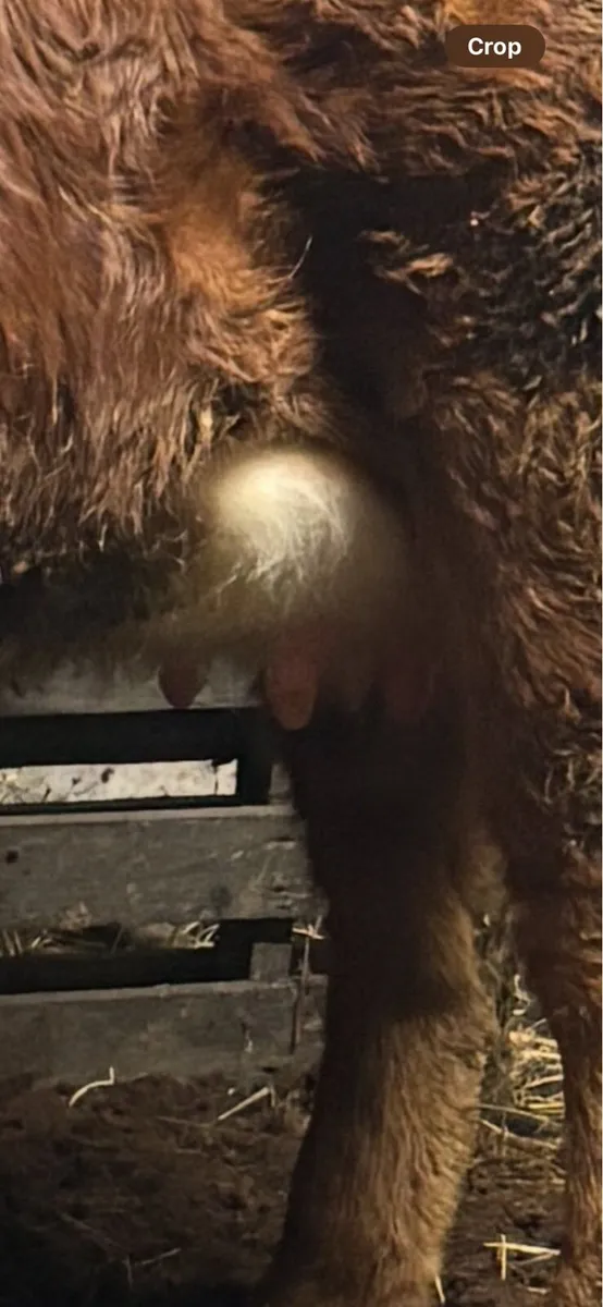 Serious Foster heifer - Image 2