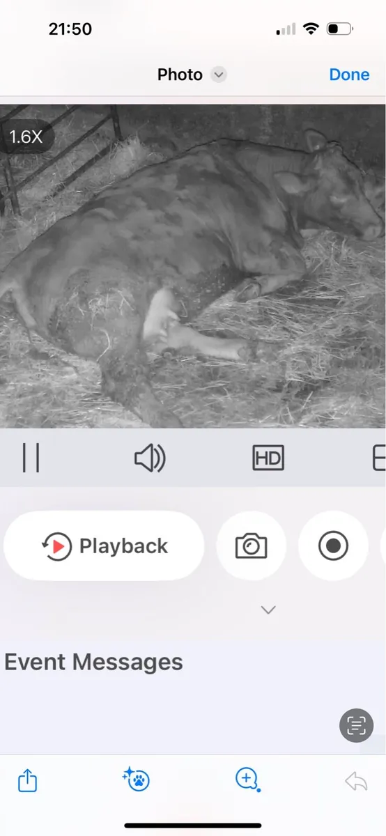 Serious Foster heifer - Image 3