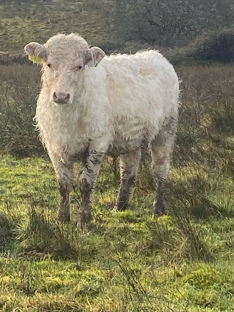 PBNR bulls / heifer weanlings. - Image 2