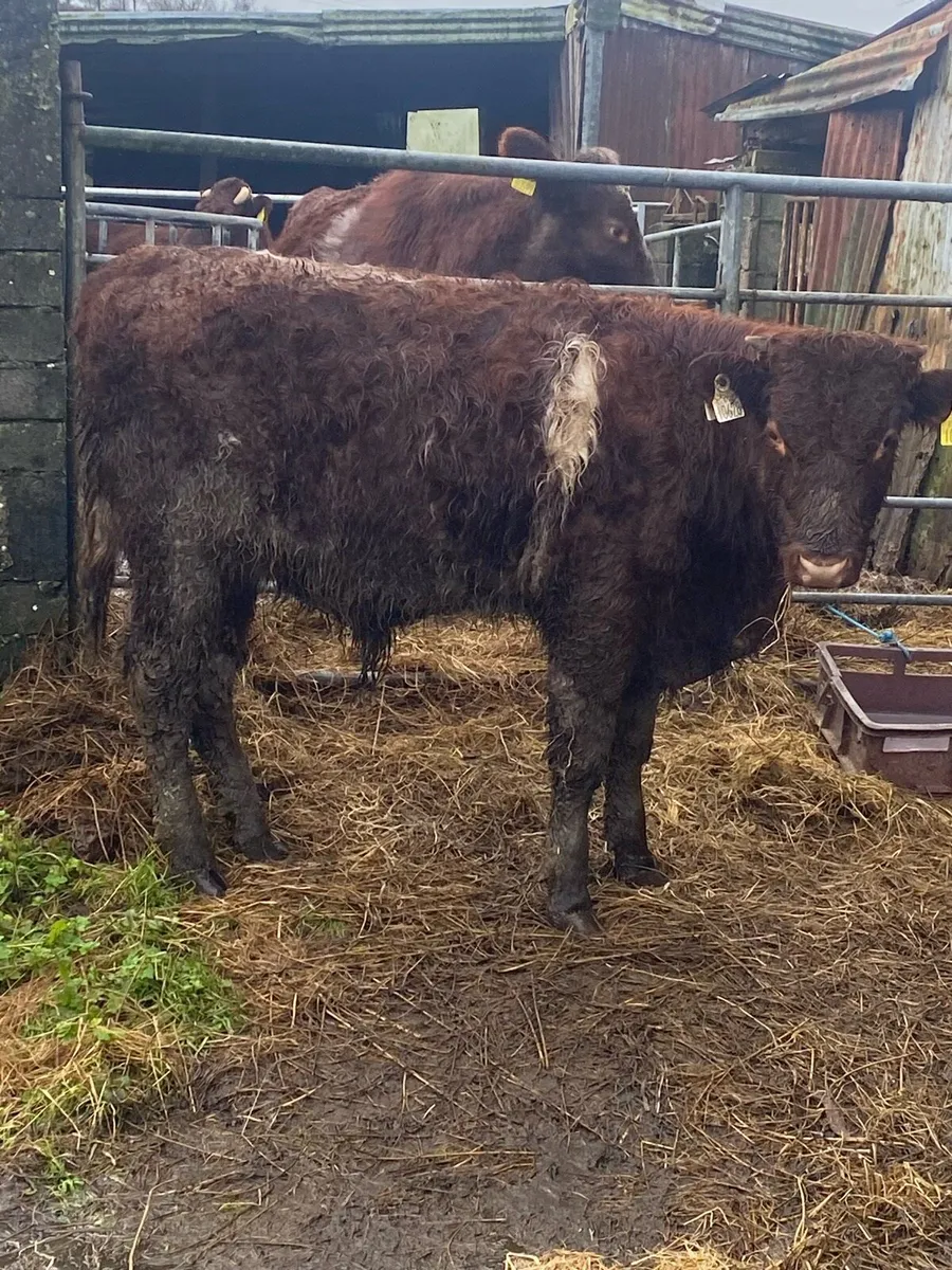 PBNR bulls / heifer weanlings. - Image 3