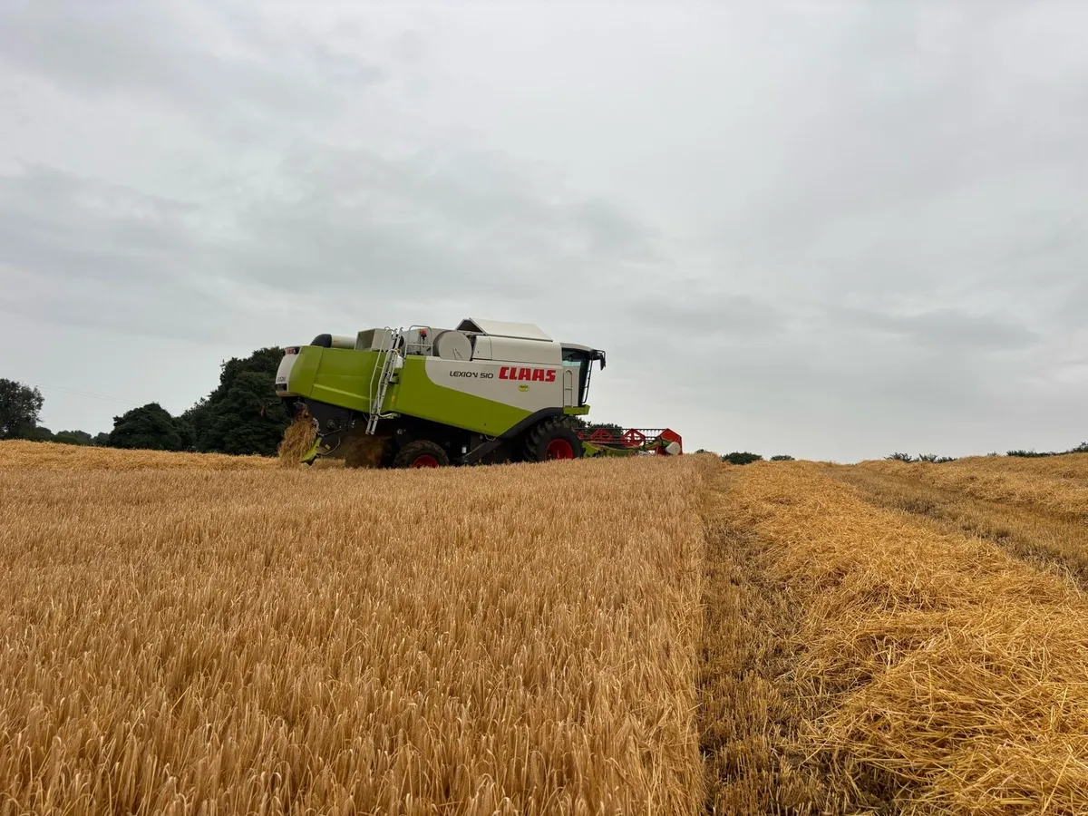 🌾Barley. - Image 4