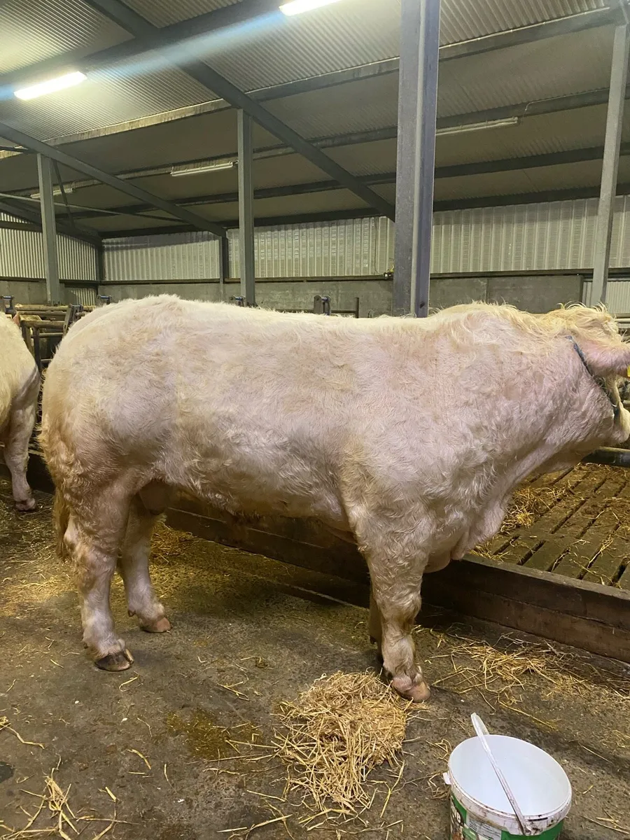 Charlois bulls - Image 1