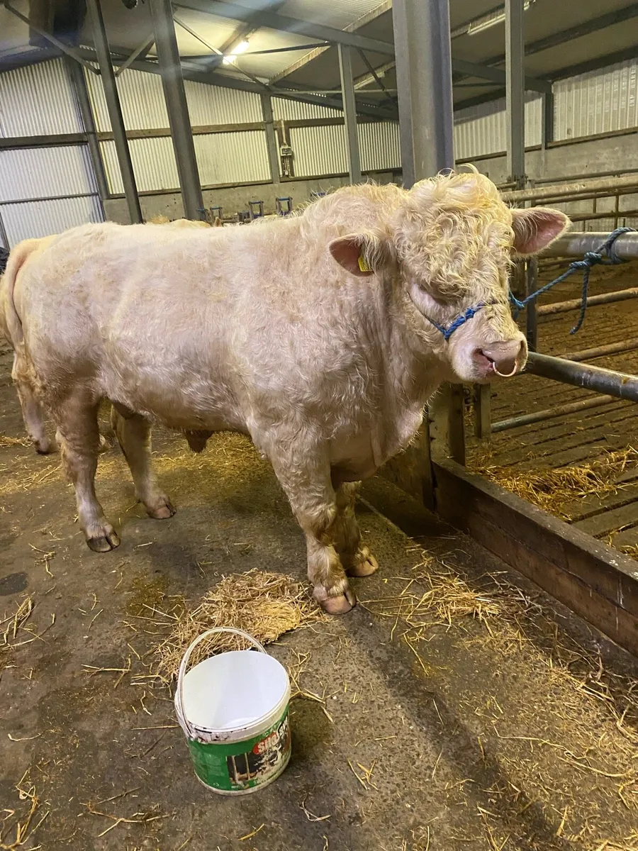 Charlois bulls - Image 2