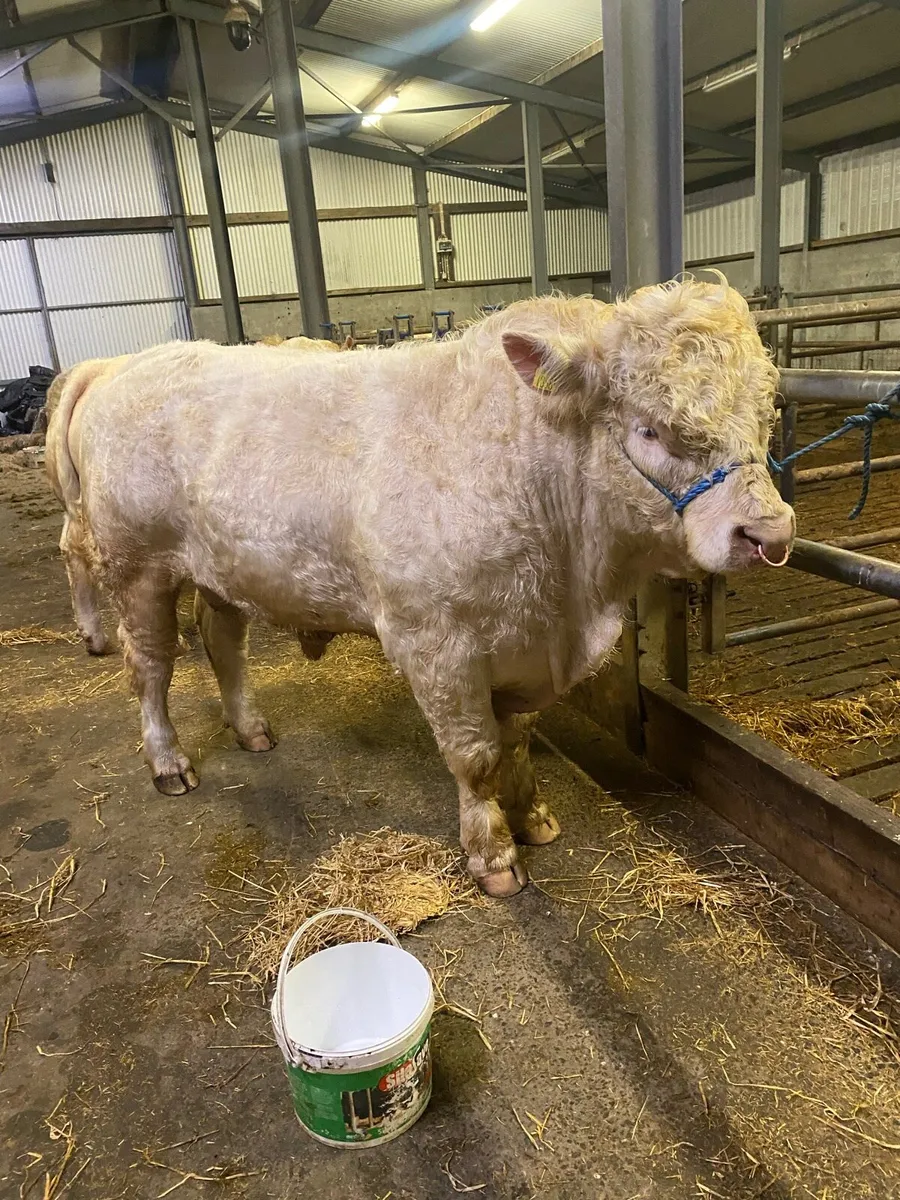 Charlois bulls - Image 3