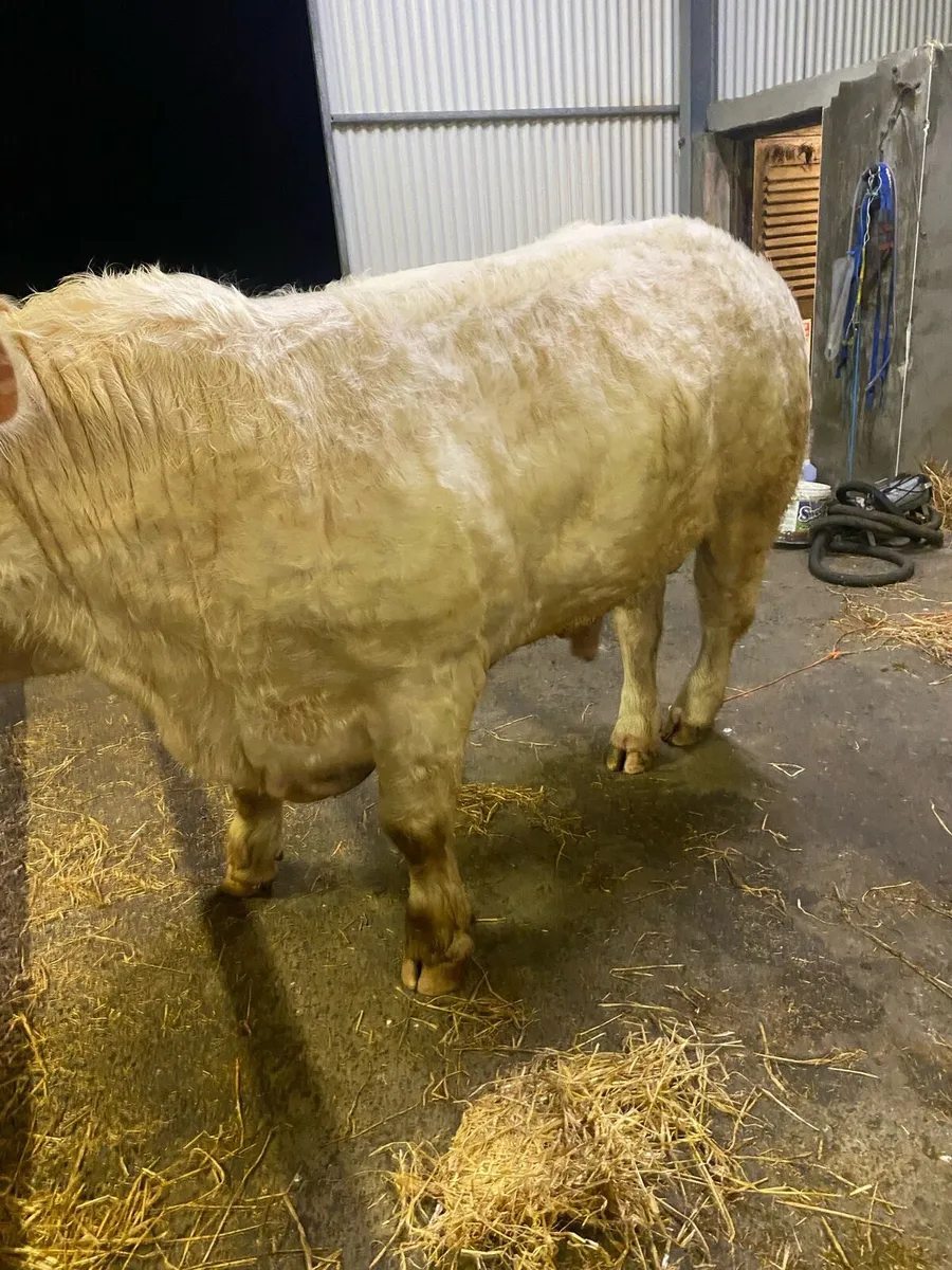 Charlois bulls - Image 4