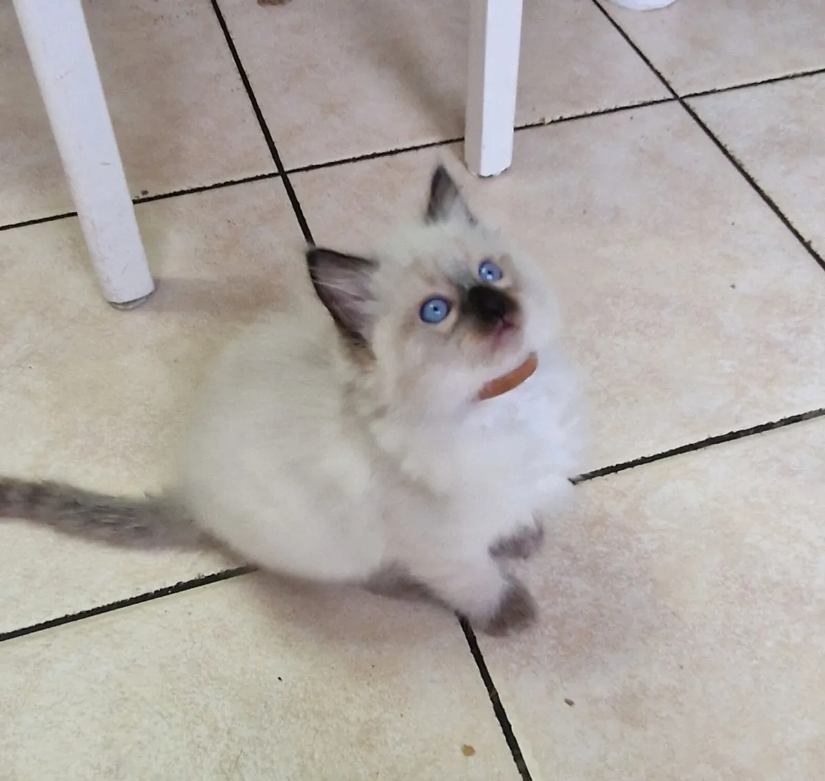Blue eye Ragdoll kittens--- Only one left - Image 2