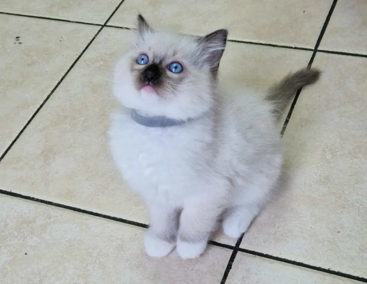 Blue eye Ragdoll kittens - Image 1