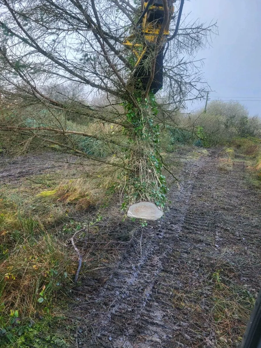 Tree shears work carried out. Frizzell fencing - Image 2