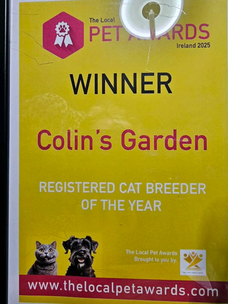 Pedigree Maine Coon female - Image 4